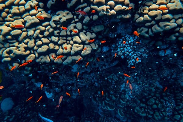 beautiful colorful coral reef uai