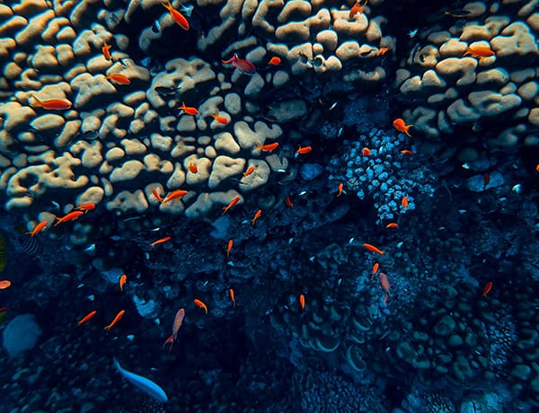 beautiful colorful coral reef