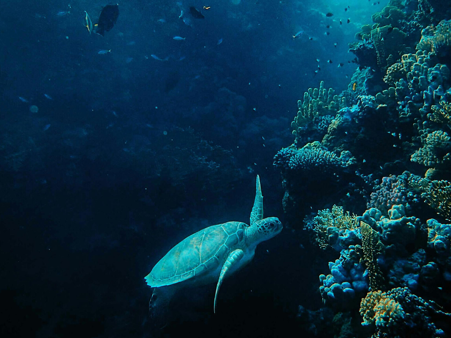 scuba diving Tayrona National Park turtle
