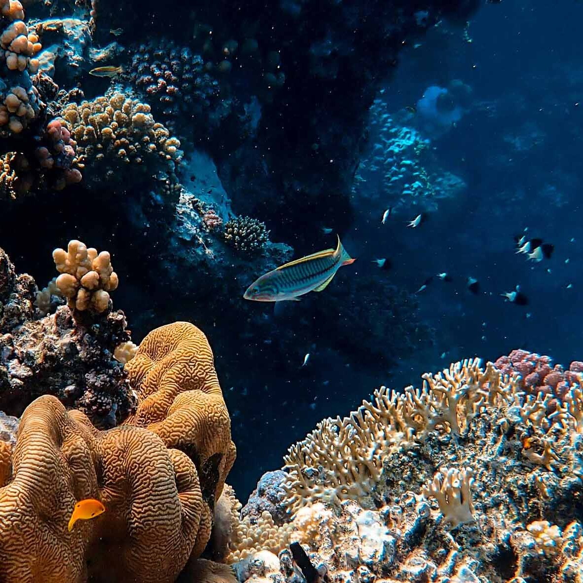 taganga scuba diving colombia tropical fish