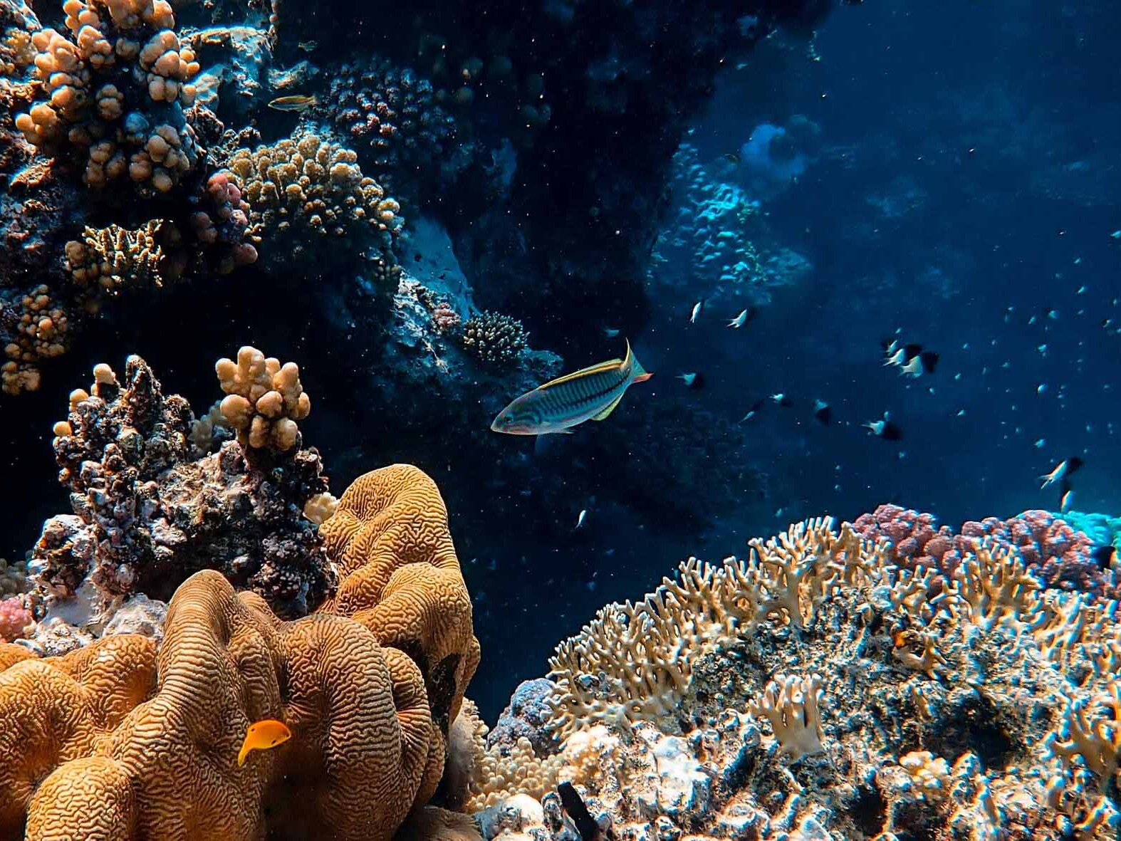 taganga scuba diving colombia tropical fish