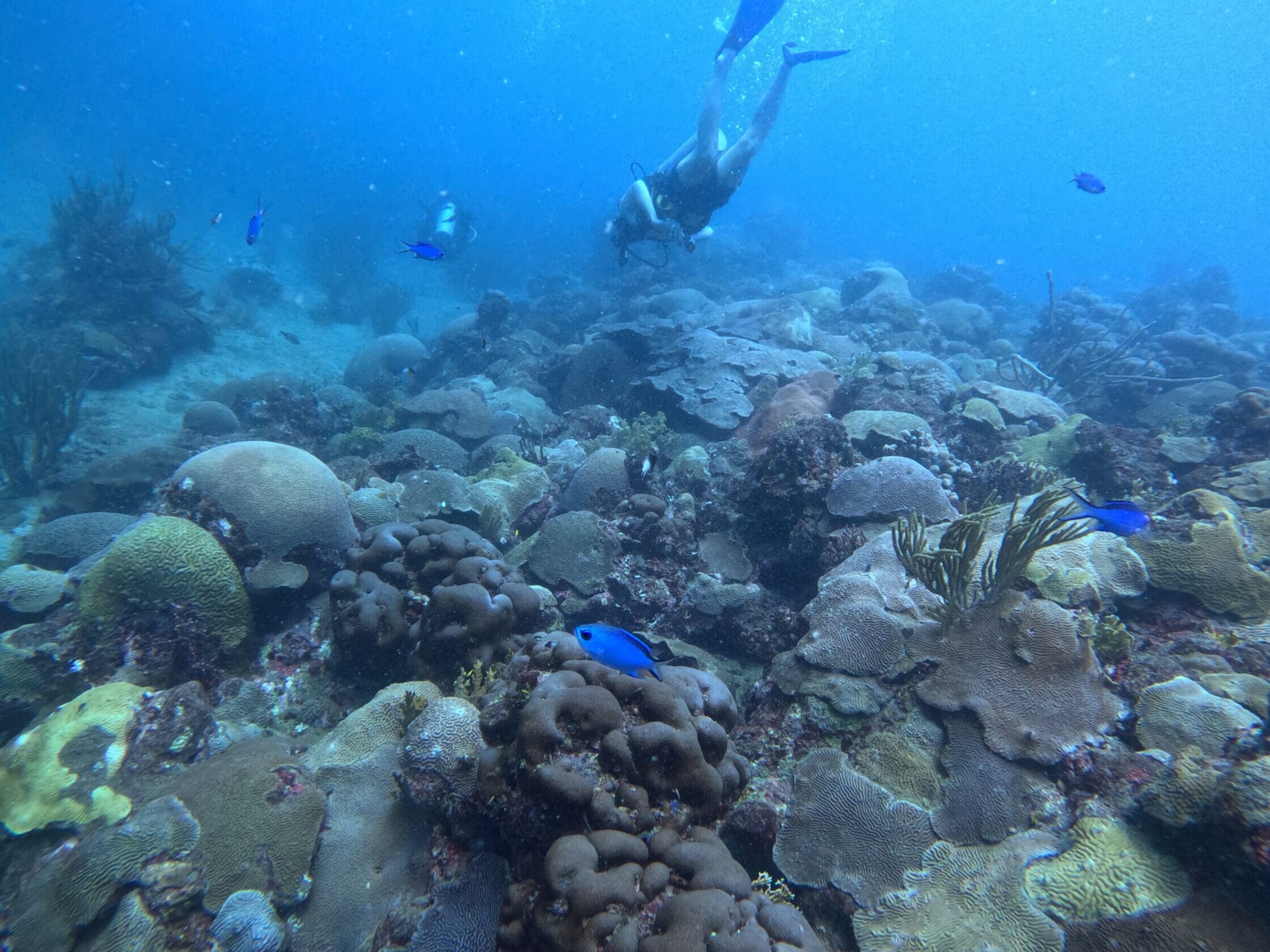 colorful huge coral reef uai