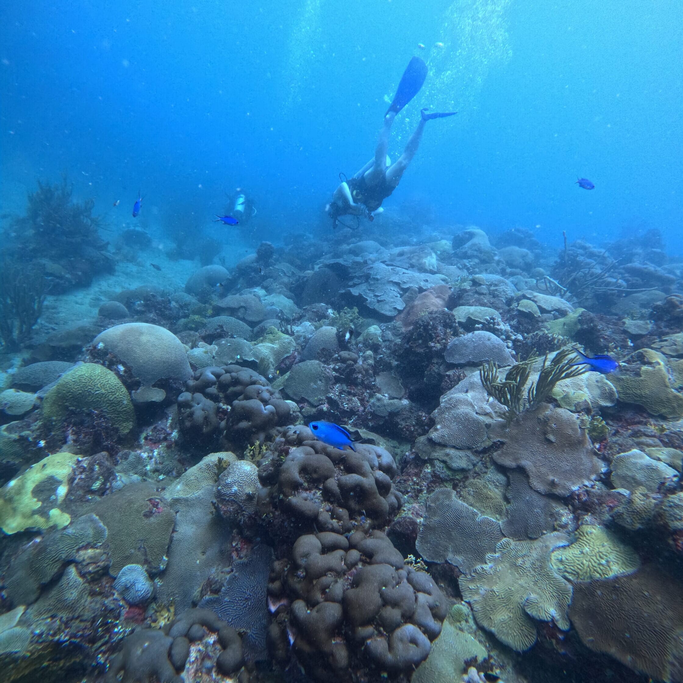 colorful huge coral reef uai
