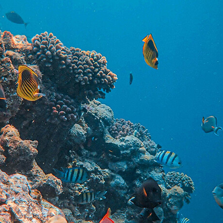 discovery diving taganga coral reef