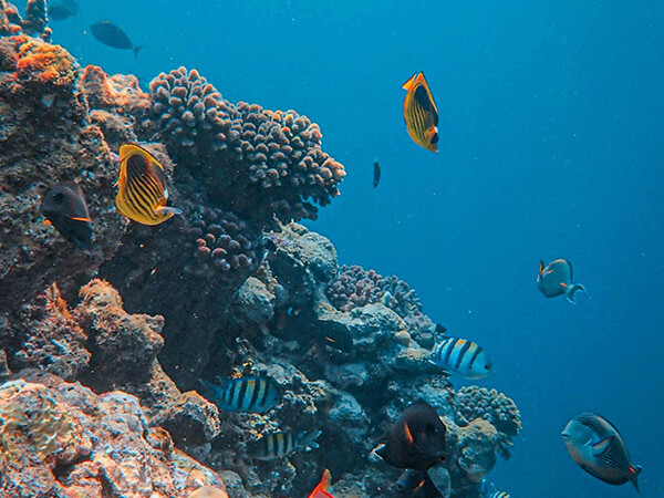 discovery diving taganga coral reef