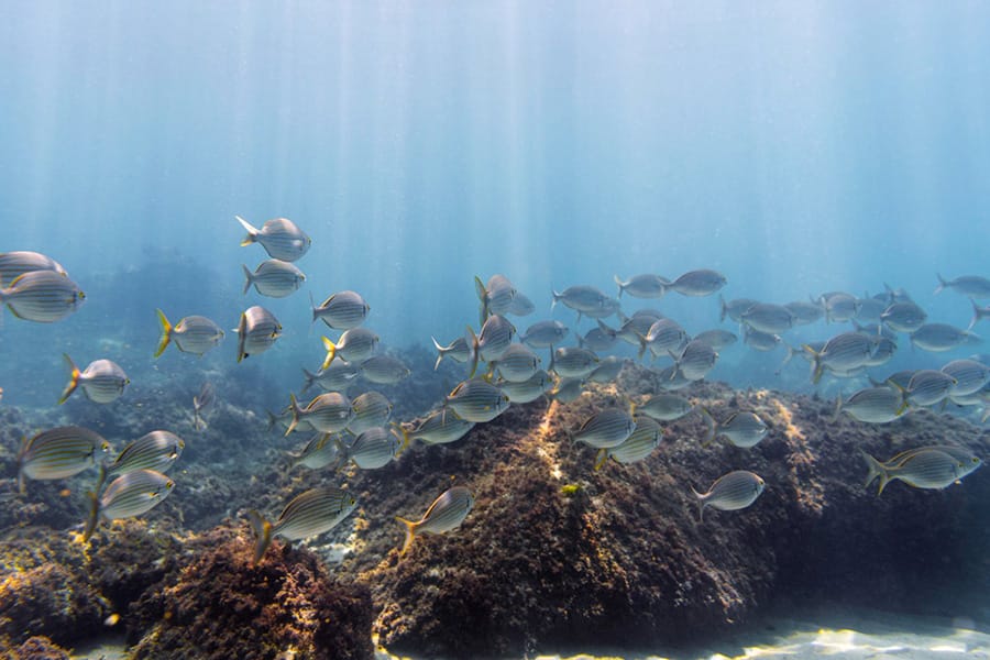 coral reef and school of fish