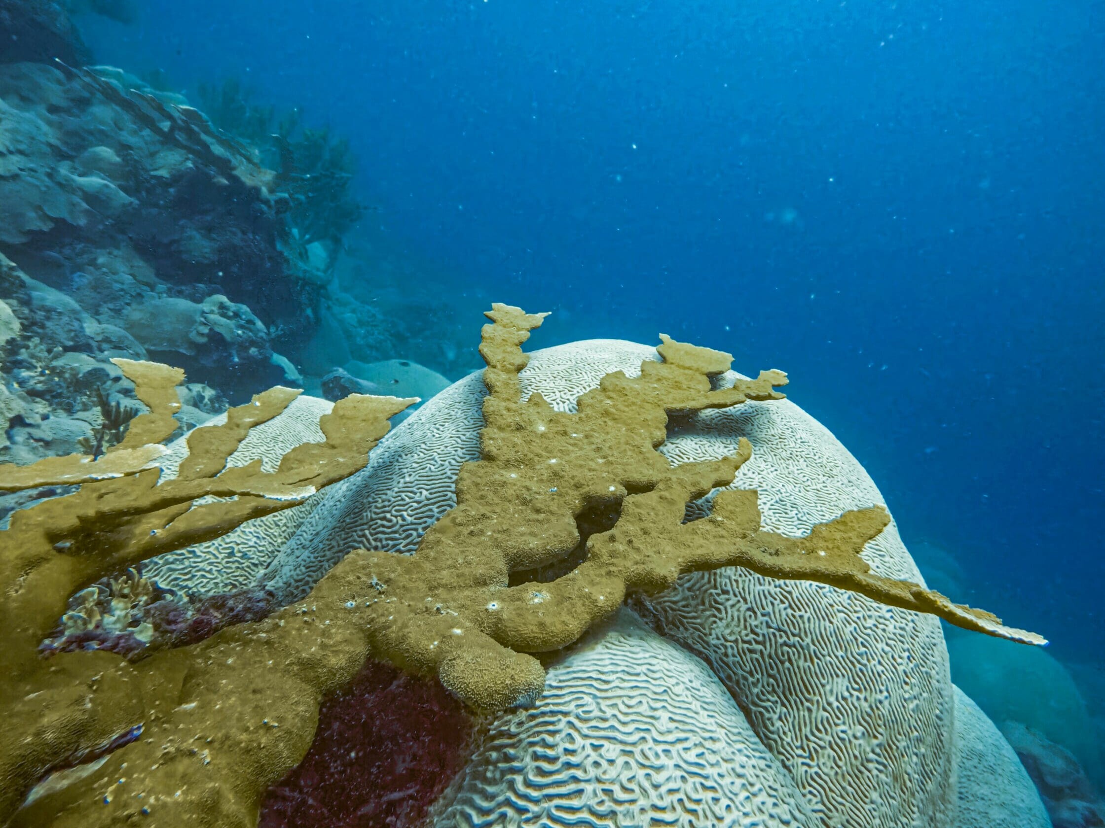coral reef in the ocean uai