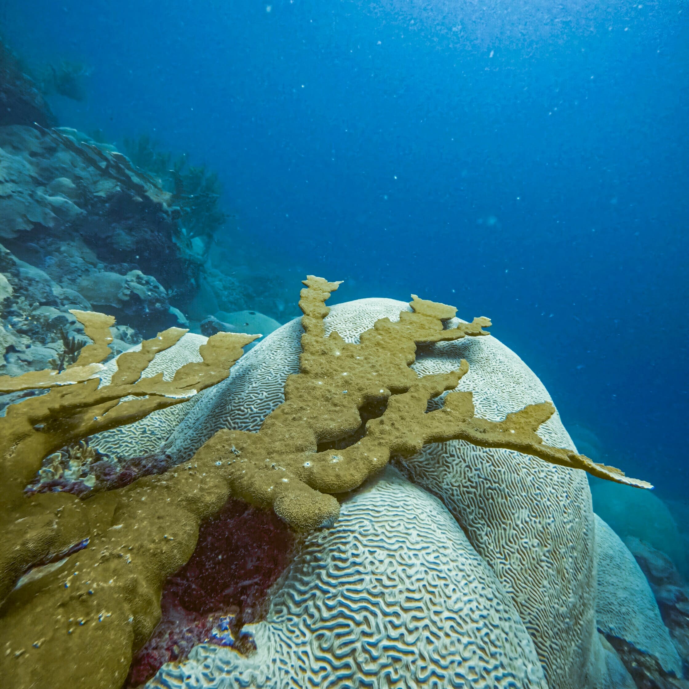 coral reef in the ocean uai
