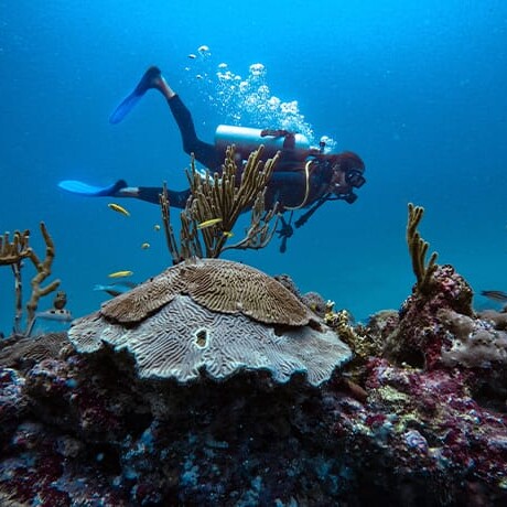 scuba diving colombia Santa Marta coral reef