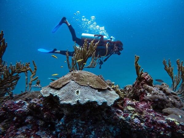 scuba diving colombia Santa Marta coral reef