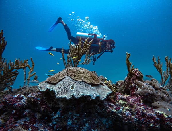 scuba diving colombia Santa Marta coral reef