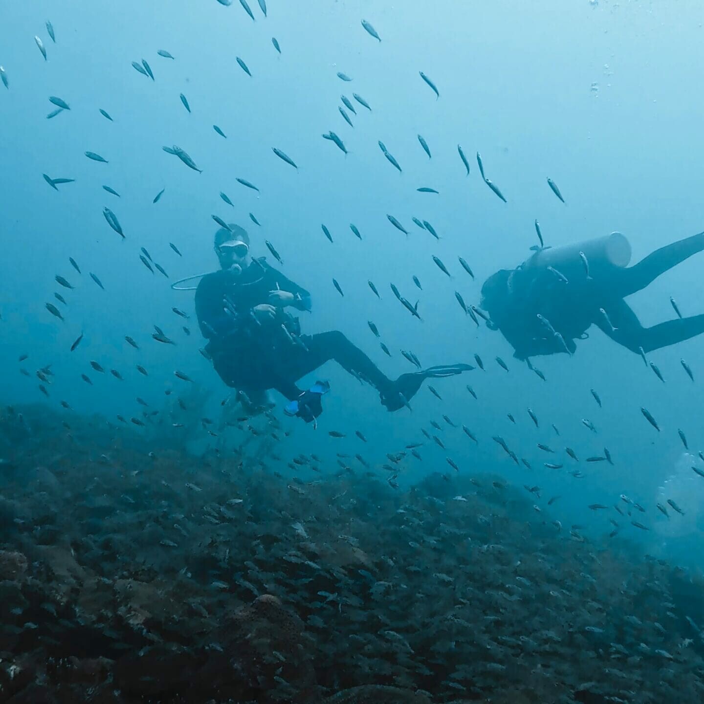 divers in a school of fish uai