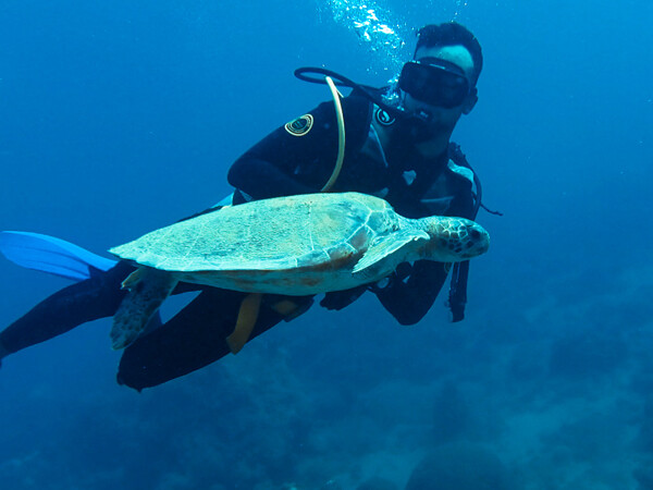dive schools taganga diver with turtle