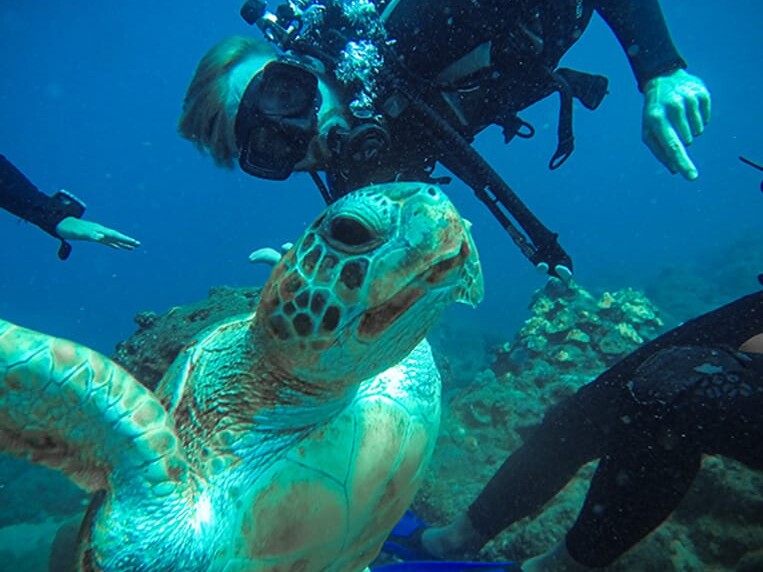 discovery diving taganga turtle