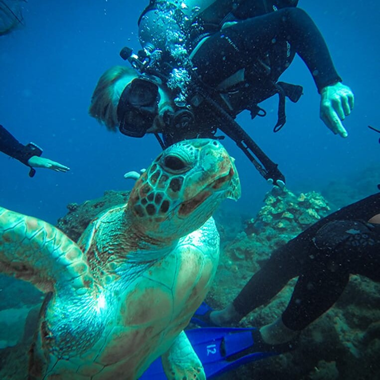 discovery diving taganga turtle