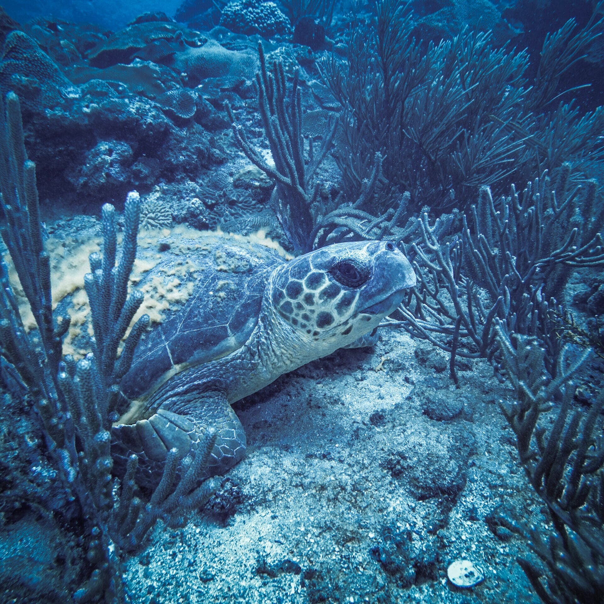 sea turtle on the seafloor uai
