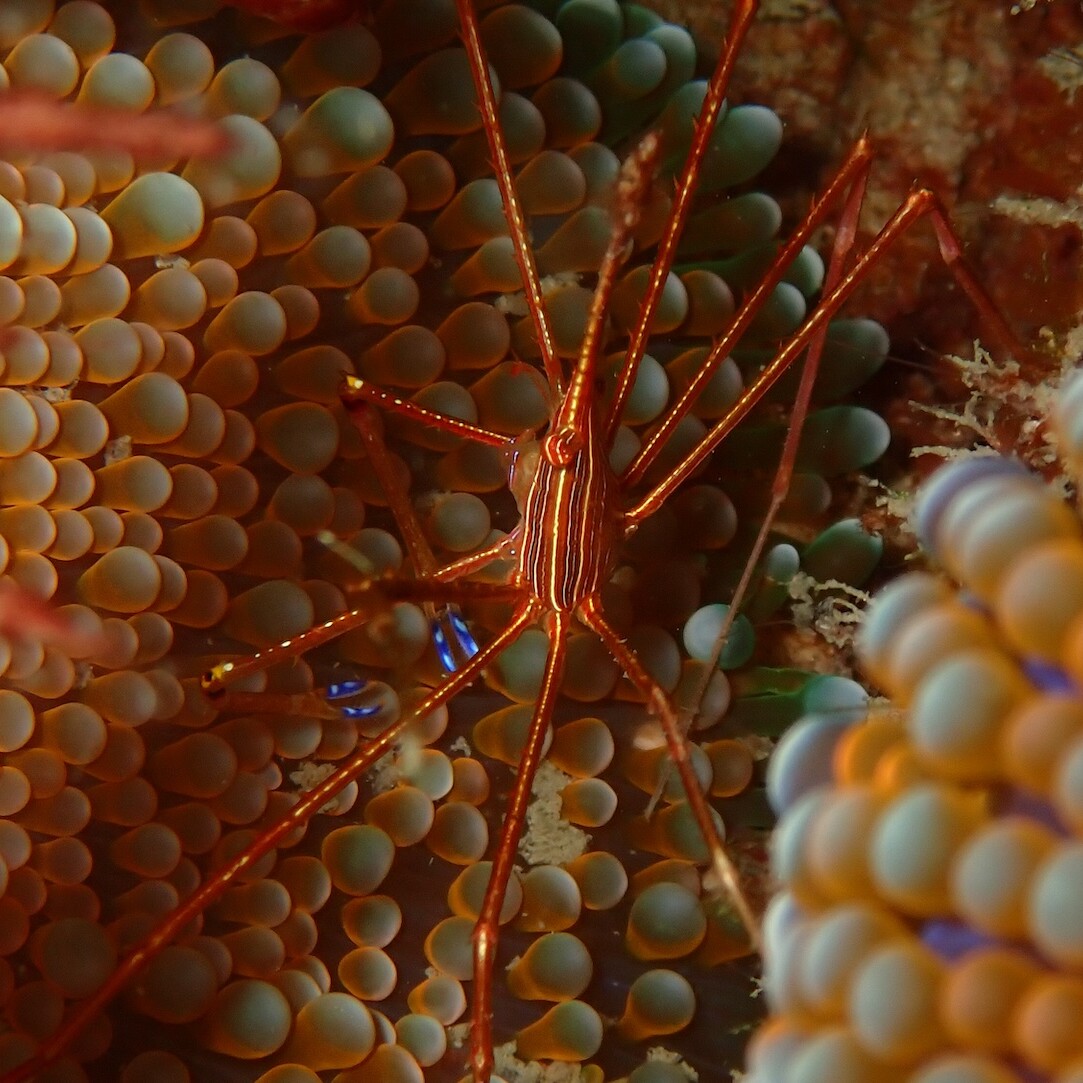 orange sea creature uai