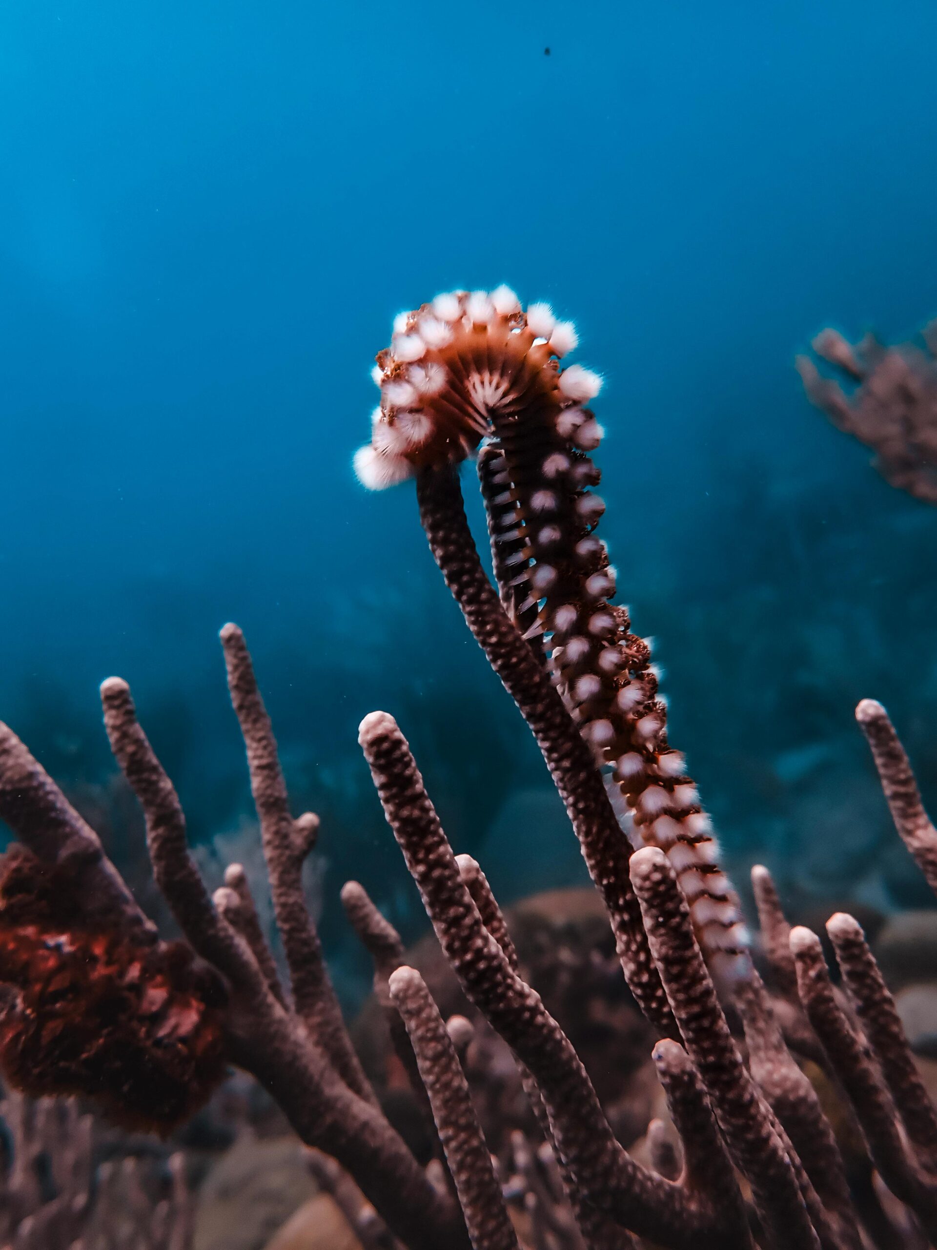 red and white sea creature scaled