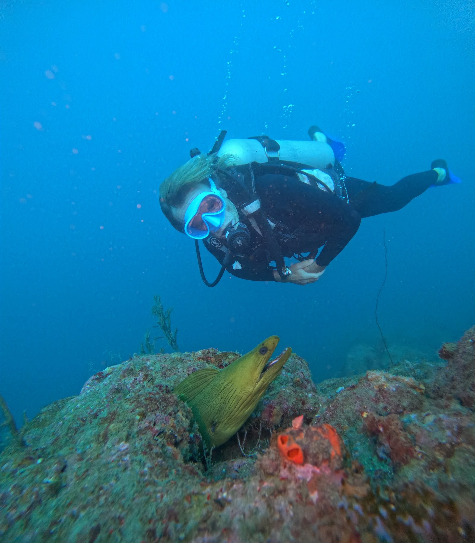 Scuba diving Tayrona underwater marine life 3 Scuba diving in Tayrona National Park with marine life Colombia
