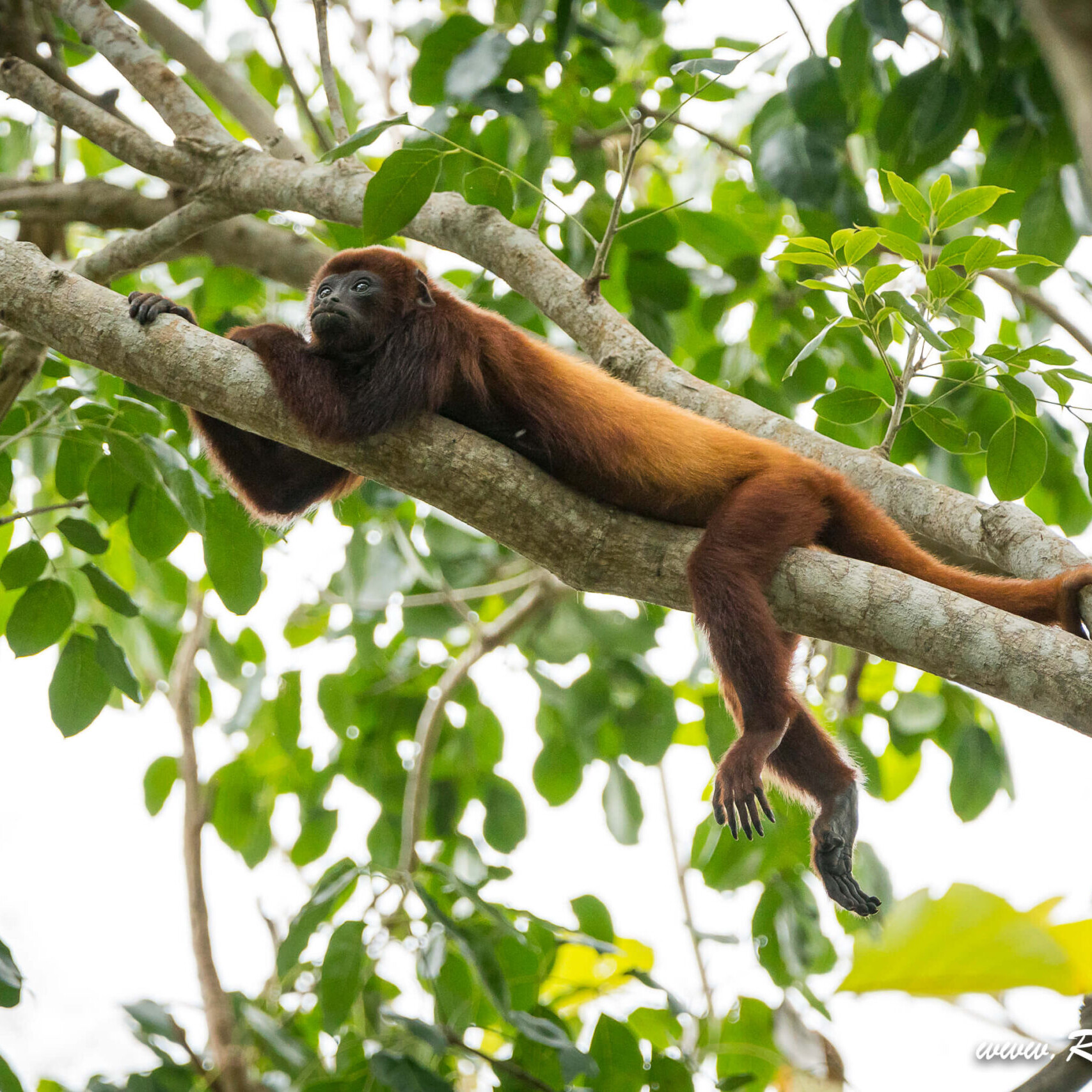 mono aullador don diego iguanastours scaled uai