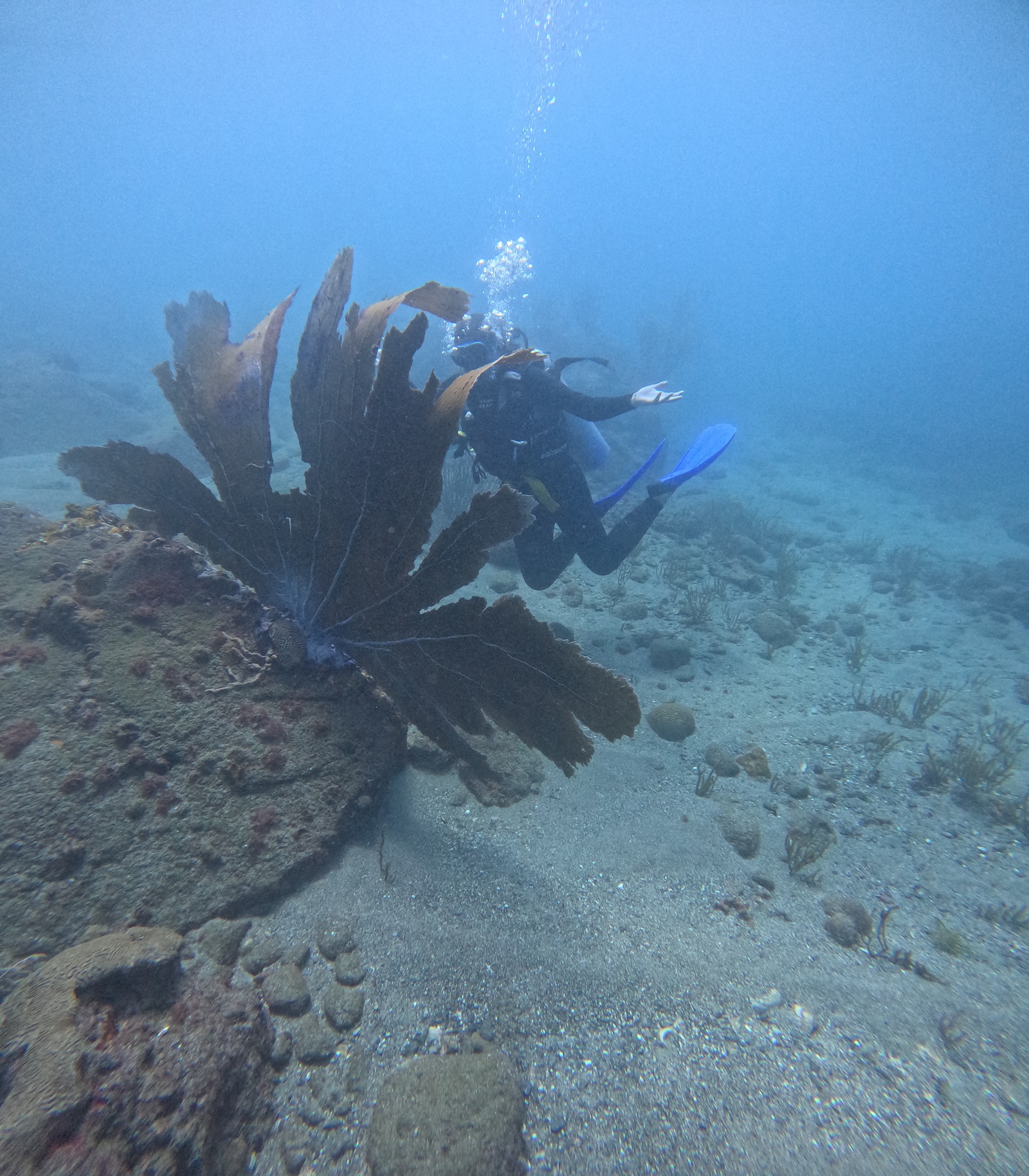 Soft coral reef underwater in Tayrona National Park Colombia