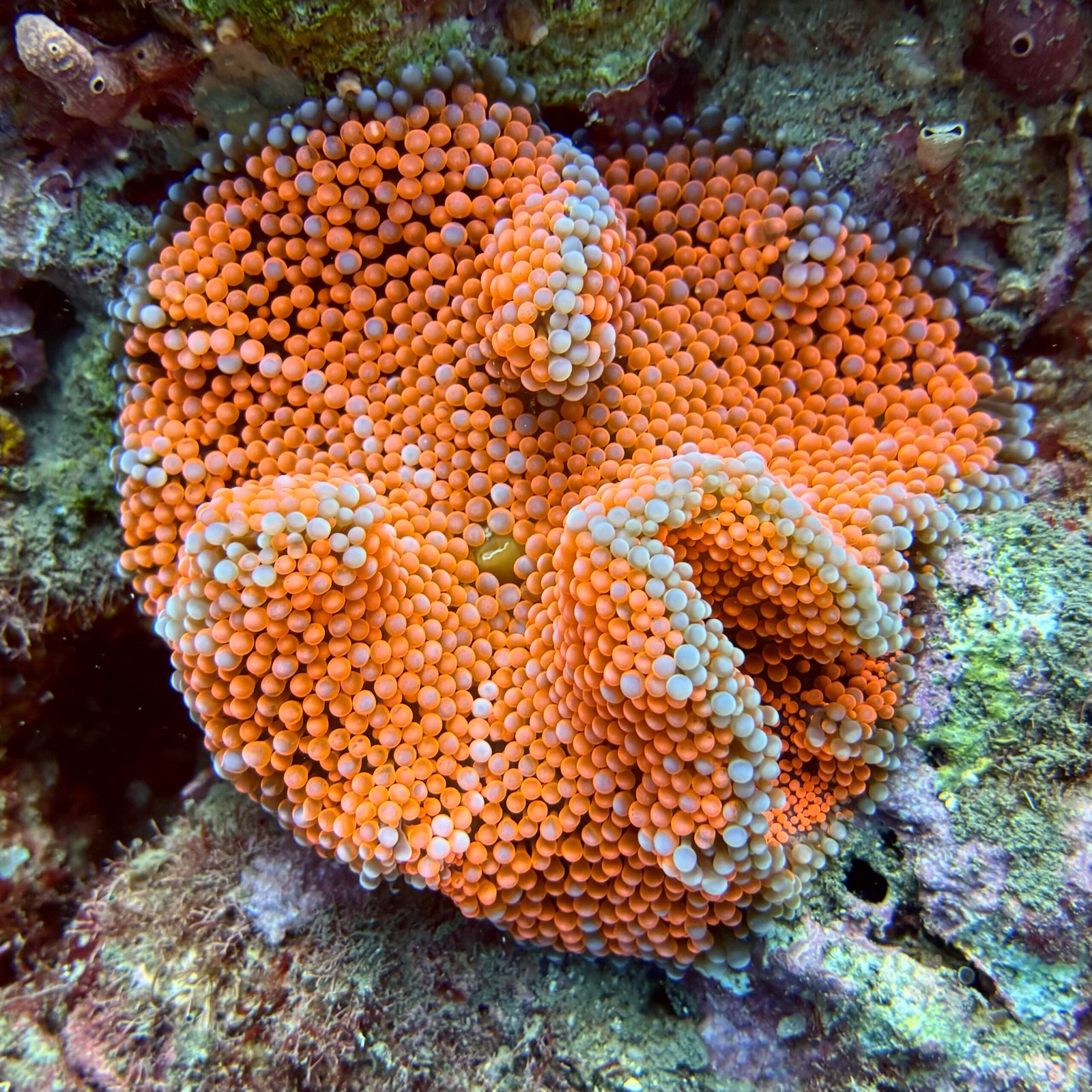 anemone tayrona scaled