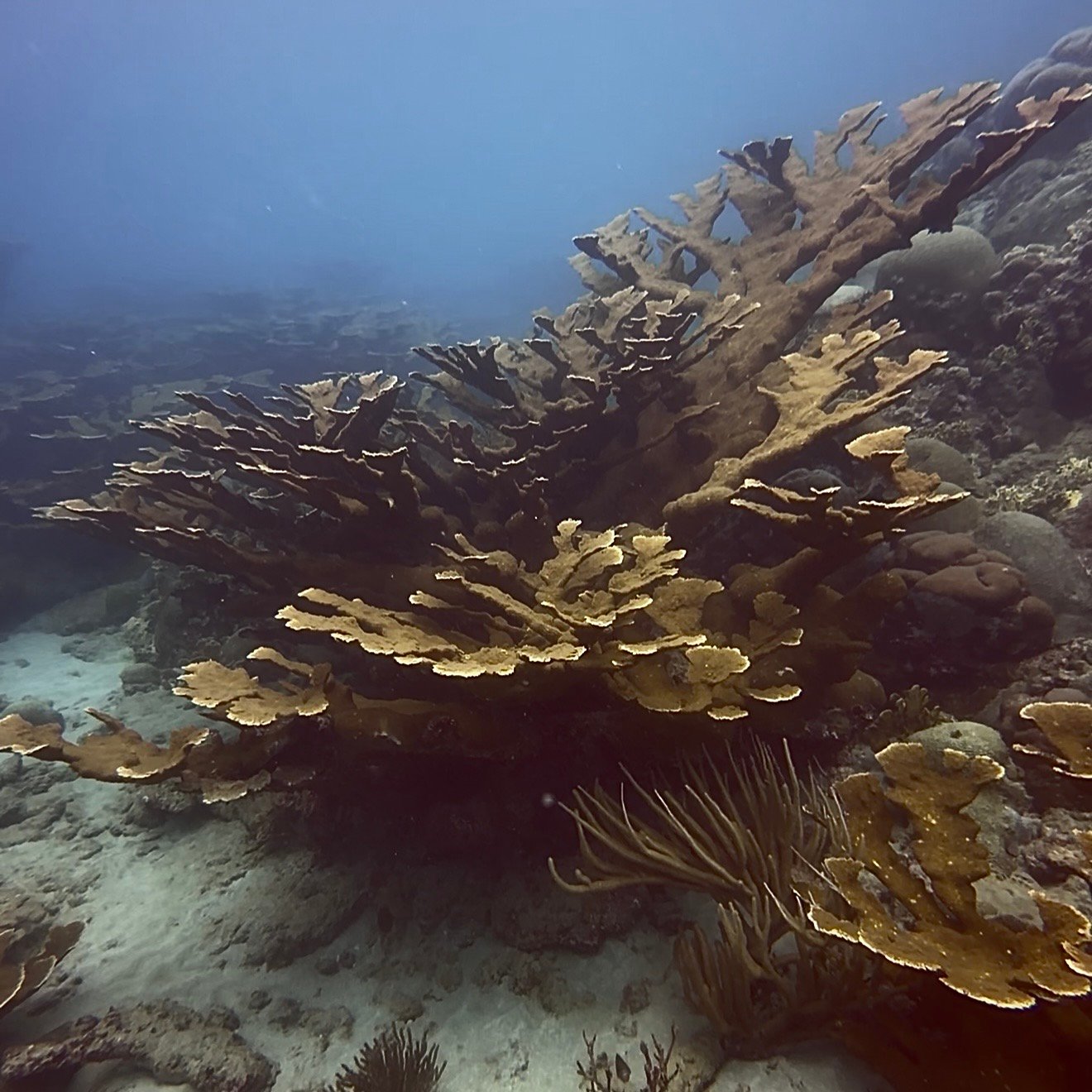 elk horn coral forest tayrona