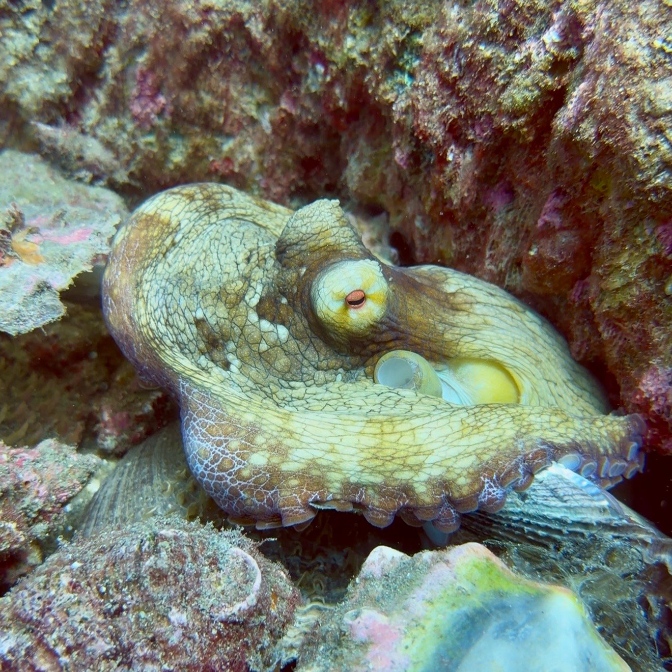 octopus tayrona national park 1