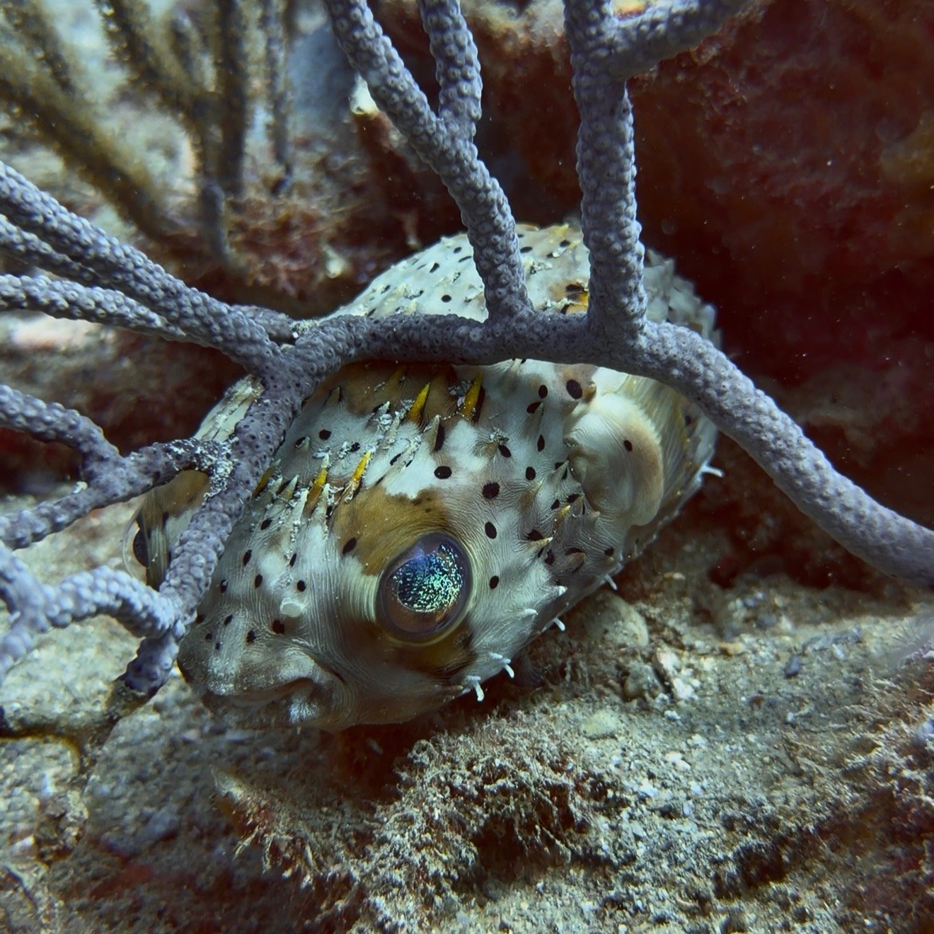 porcupine fish tayrona colomia