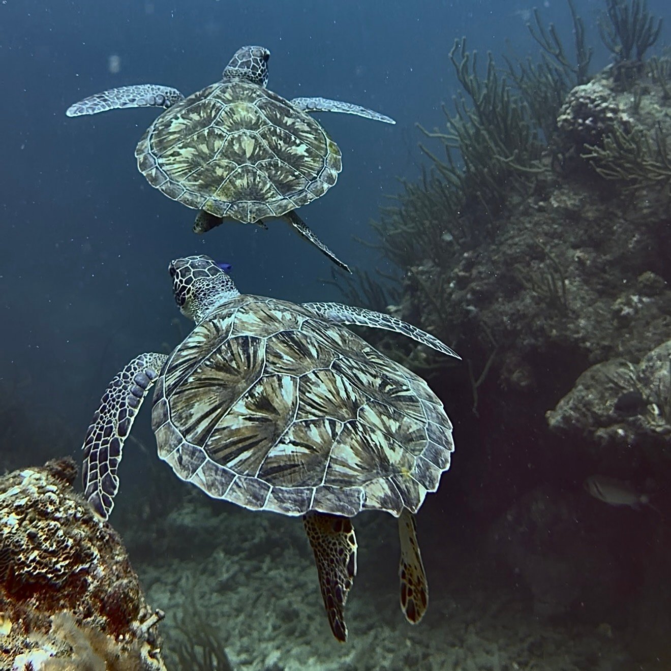 sea turtles tayrona national park