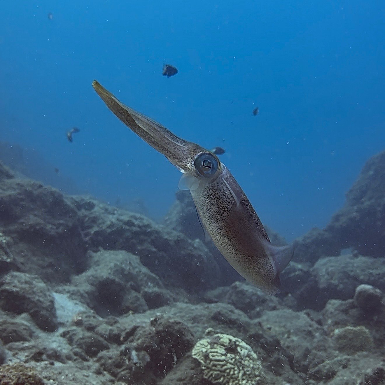 squid tayrona santa marta colombia